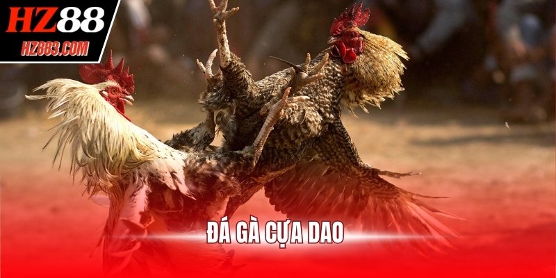 Đá gà cựa dao